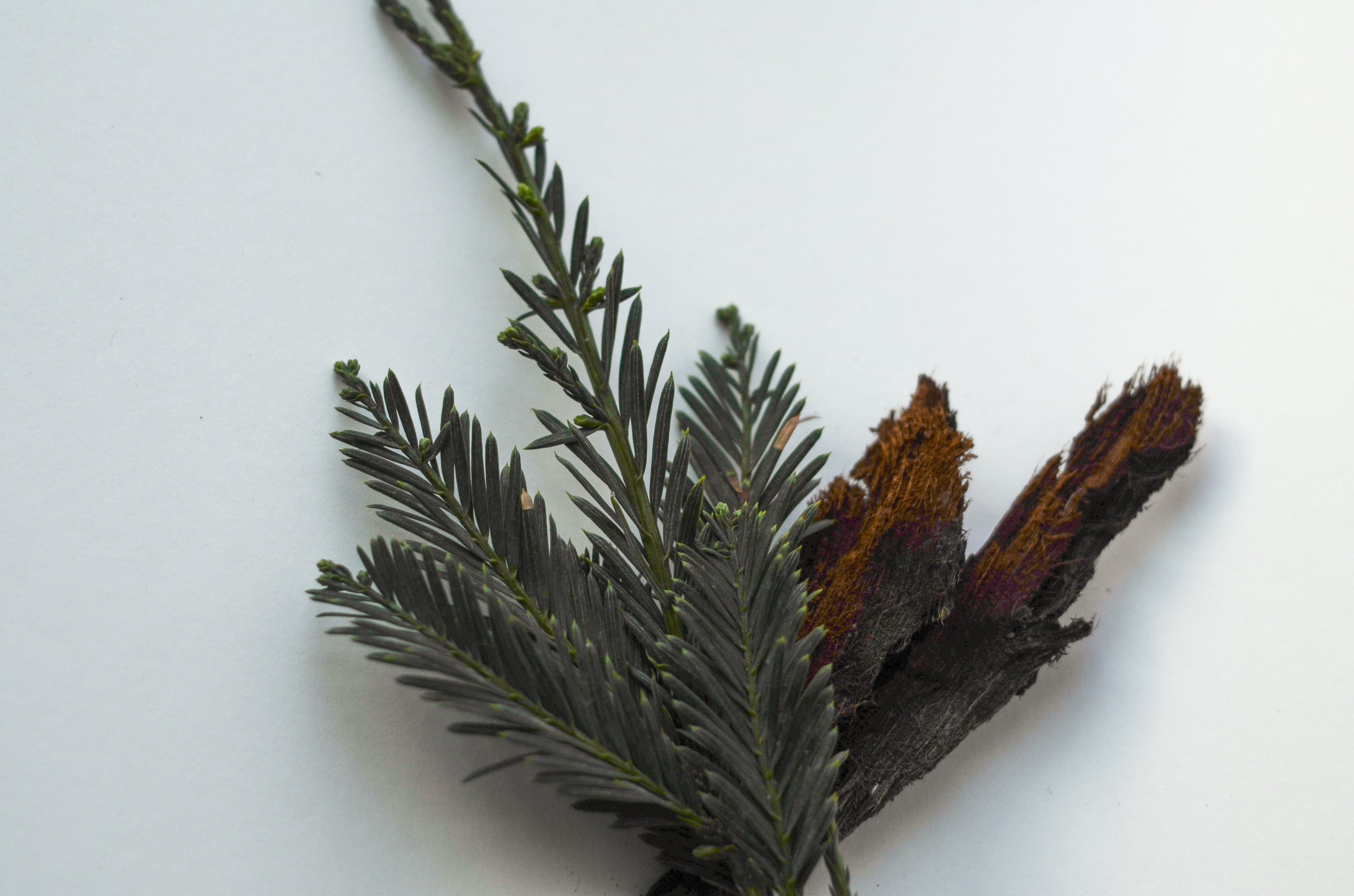 Cedar & Patchouli Soy Candle